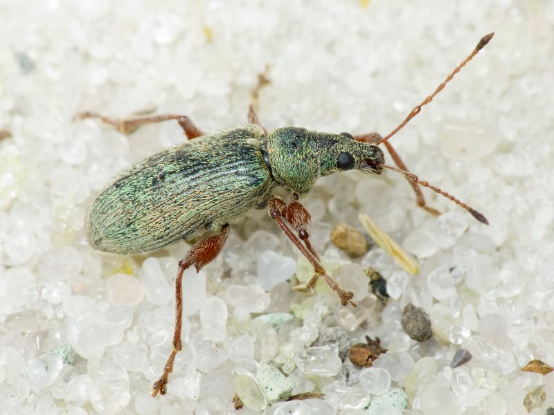 Phyllobius jacobsoni Smirnov, 1913